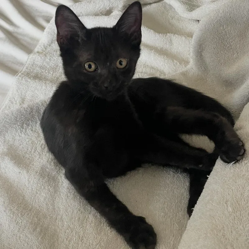 A baby medium-sized male Black Domestic Short Hair cat named Cole for adoption in Flower Mound, TX