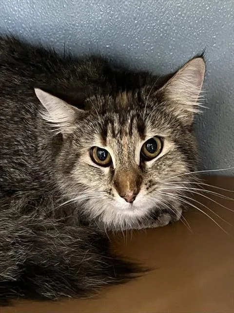 A young medium-sized female Domestic Medium Hair cat named Pixie for adoption in Westminster, MD