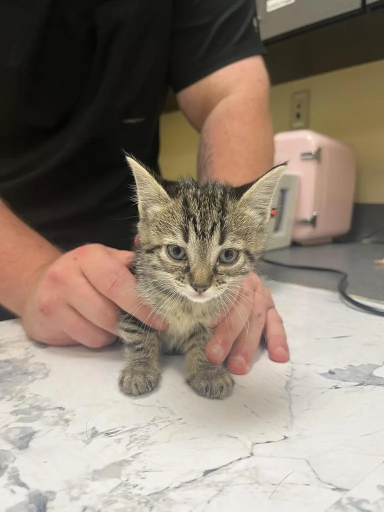 A baby medium-sized female Domestic Short Hair cat named Grape for adoption in Florence, SC