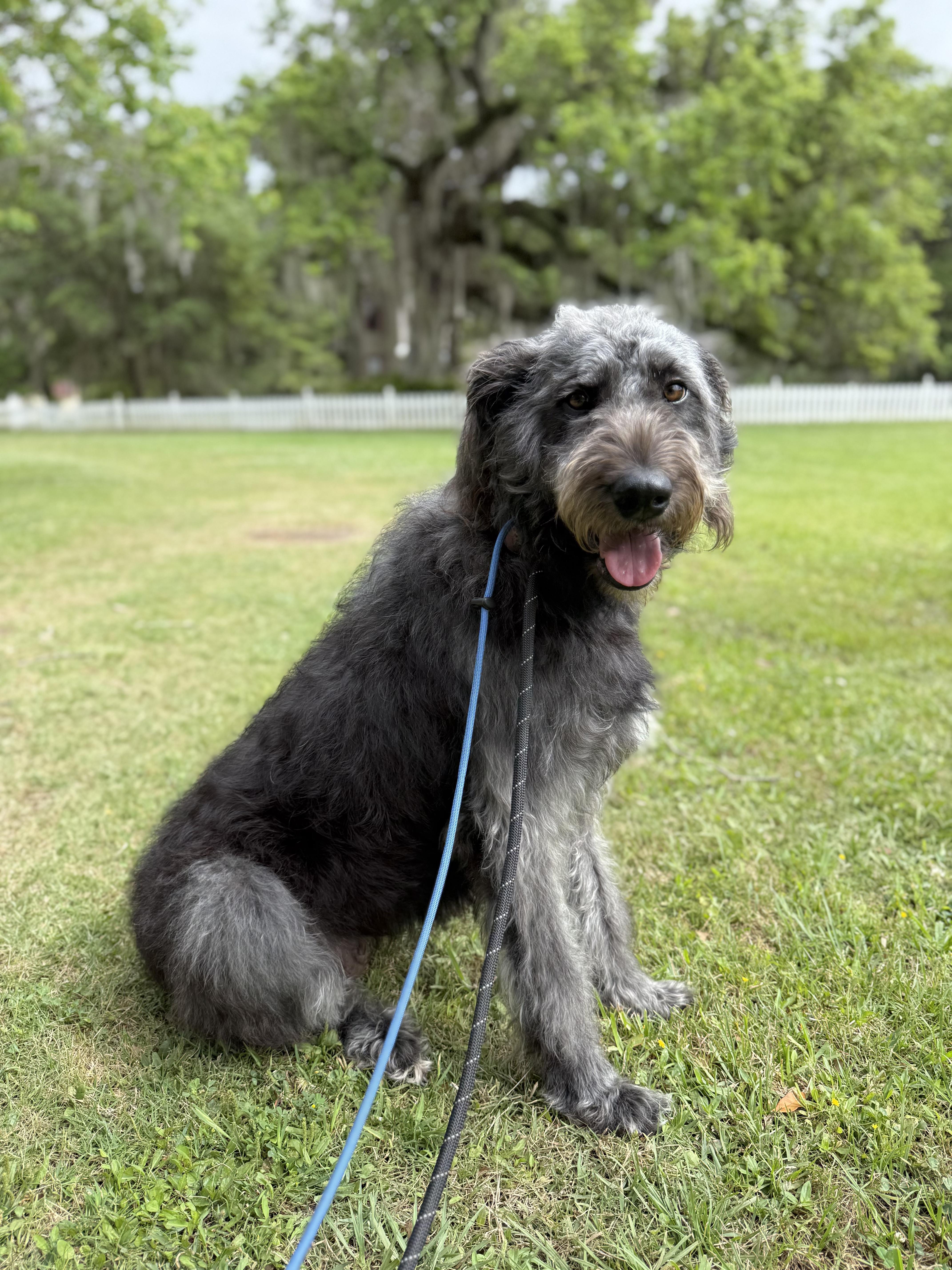 An adult large-sized female Gray / Blue / Silver Irish Wolfhound dog named Meg for adoption in New Orleans, LA