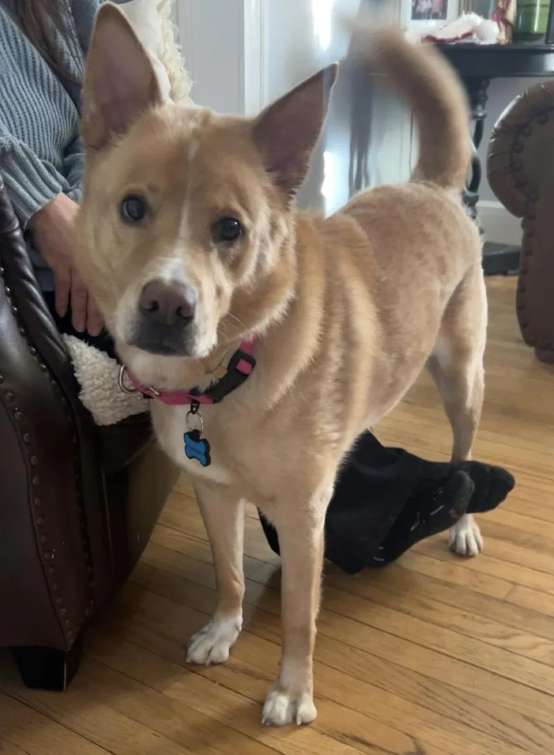 Henry Chestnut thumbnail 3