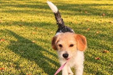 An adult small-sized female Jack Russell Terrier dog named Meg for adoption in Medfield, MA