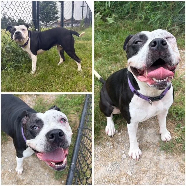 An adult medium-sized female Pit Bull Terrier dog named Bella for adoption in Fort Wayne, IN
