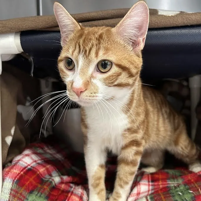 A young large-sized male Orange / Red Domestic Short Hair cat named Hovercraft for adoption in Charlottesville, VA