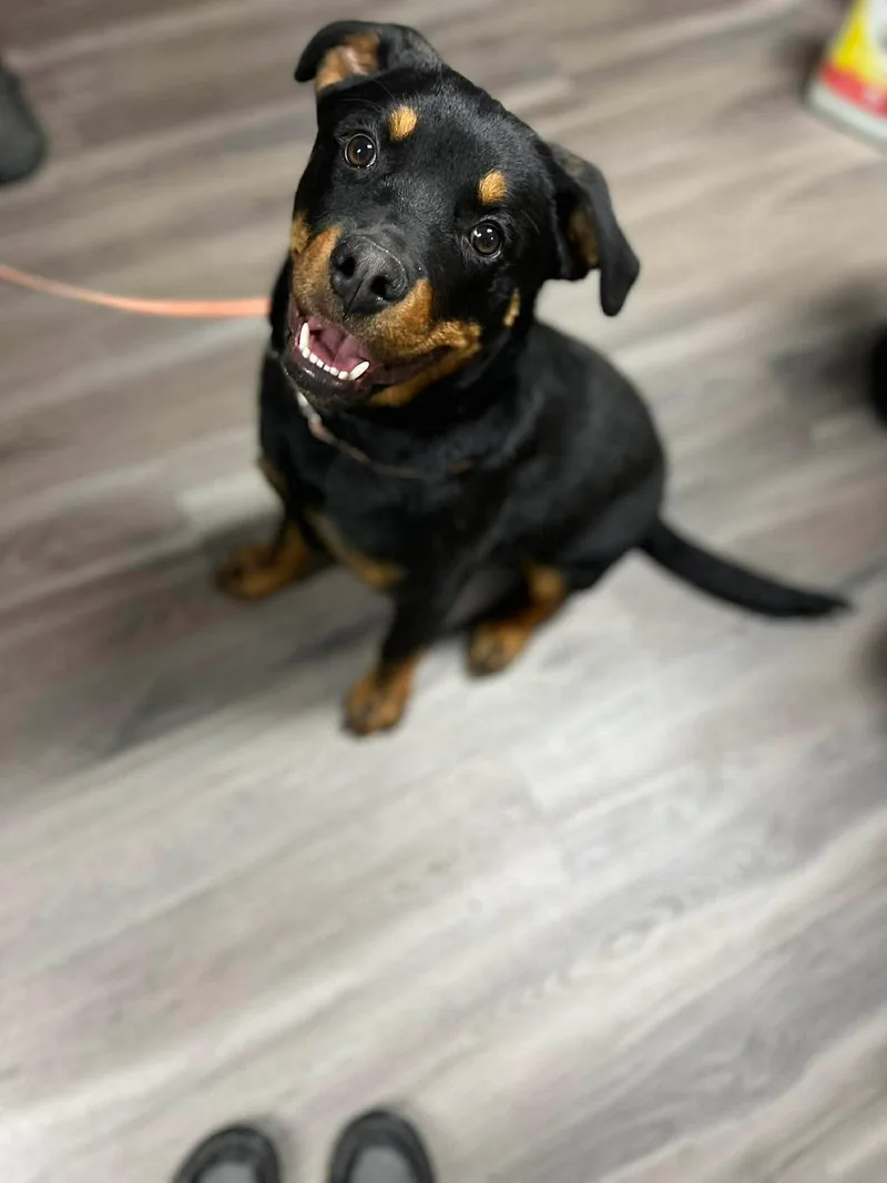A young large-sized male Black Rottweiler dog named Rocky The Pup for adoption in Chapel Hill, NC