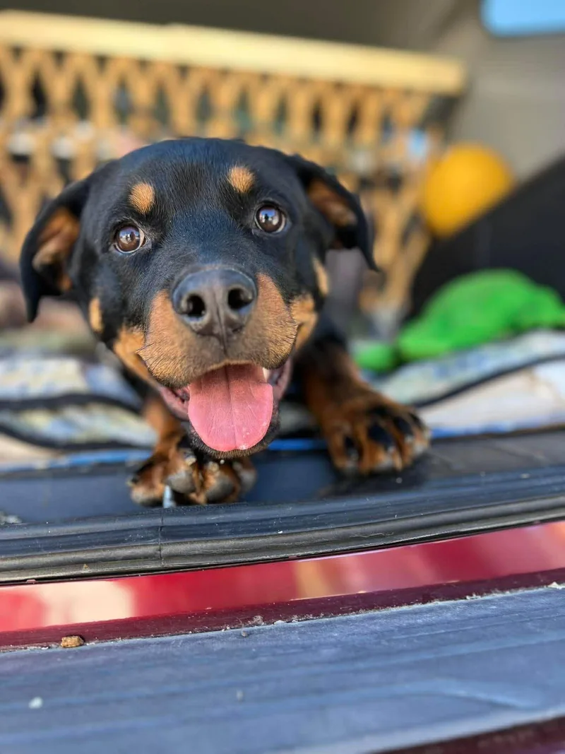 Rocky The Pup thumbnail 2