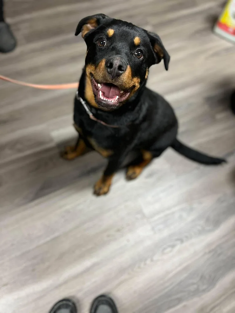 Rocky The Pup thumbnail 3