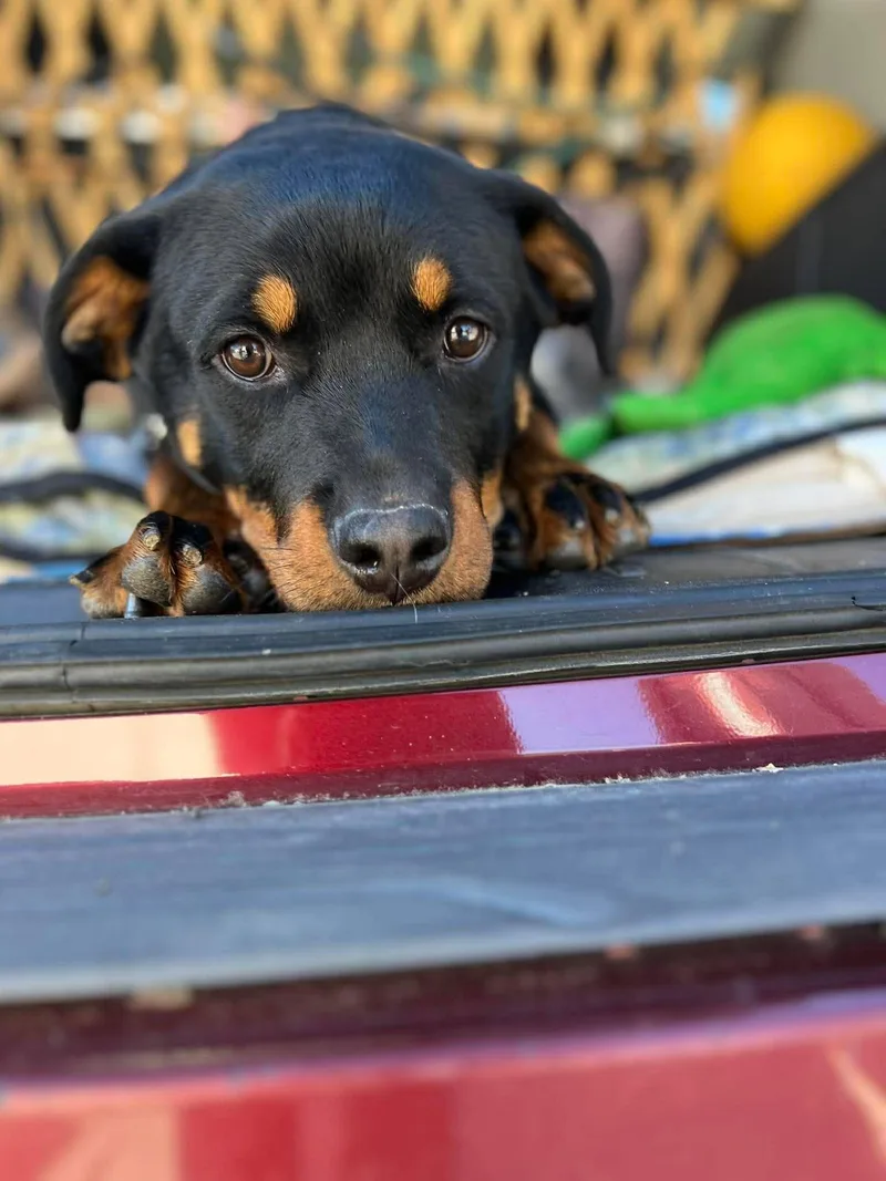Rocky The Pup thumbnail 4