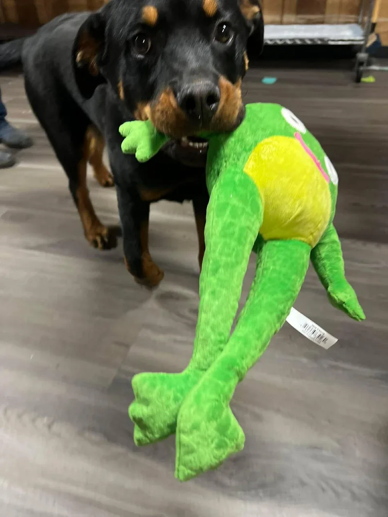 Rocky The Pup thumbnail 5