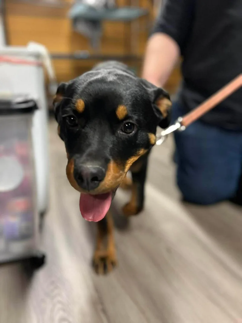 Rocky The Pup thumbnail 6