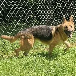 An adult large-sized female Brown / Chocolate German Shepherd Dog dog named Roxy for adoption in Stanley, VA