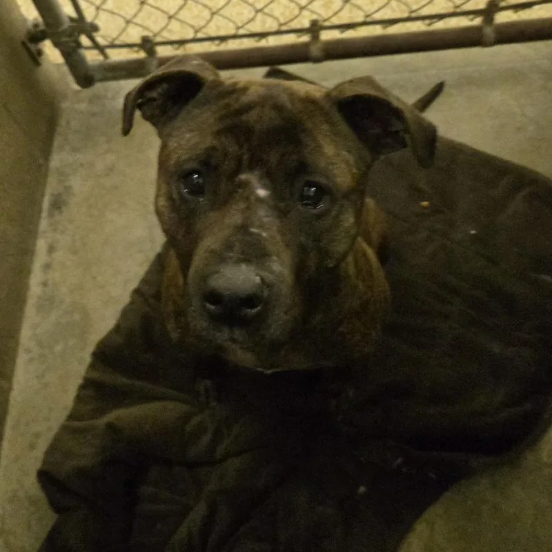An adult medium-sized female Brown / Chocolate Pit Bull Terrier dog named Gamora for adoption in Chehalis, WA