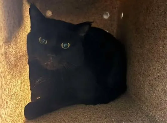 An adult medium-sized male Domestic Medium Hair cat named Macaroni for adoption in Anchorage, AK