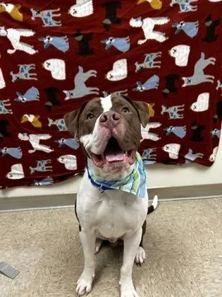 A young large-sized male Brown / Chocolate Mixed Breed dog named Reef for adoption in Hamilton, OH