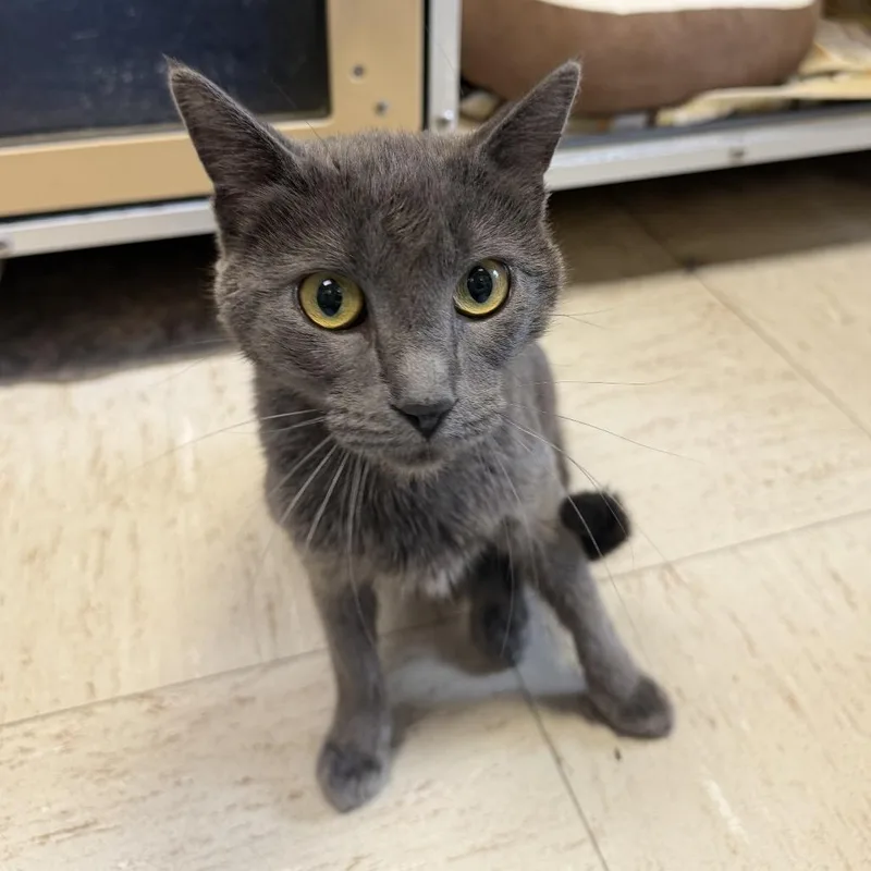 An adult medium-sized female Gray / Blue / Silver Domestic Short Hair cat named Misty Morning for adoption in Flagstaff, AZ