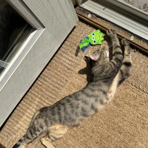 A young medium-sized female Tabby (Brown / Chocolate) Domestic Short Hair cat named Cinderella for adoption in Tipp City, OH