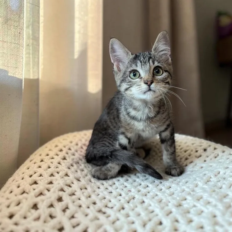 A baby medium-sized male Domestic Short Hair cat named Chansey for adoption in Fort Worth, TX