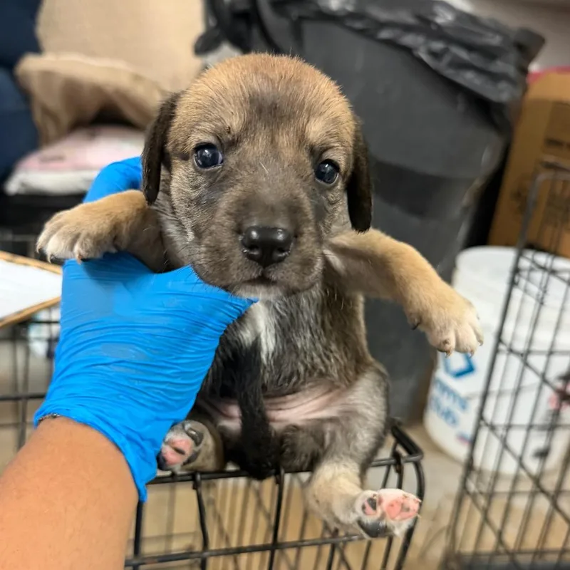 A baby medium-sized female Brown / Chocolate Shepherd dog named Goldie G for adoption in Edinburg, TX