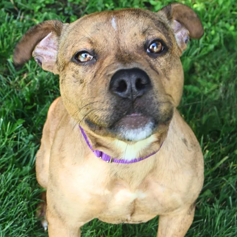 A young medium-sized female Brindle Catahoula Leopard Dog dog named Quinn for adoption in South Elgin, IL