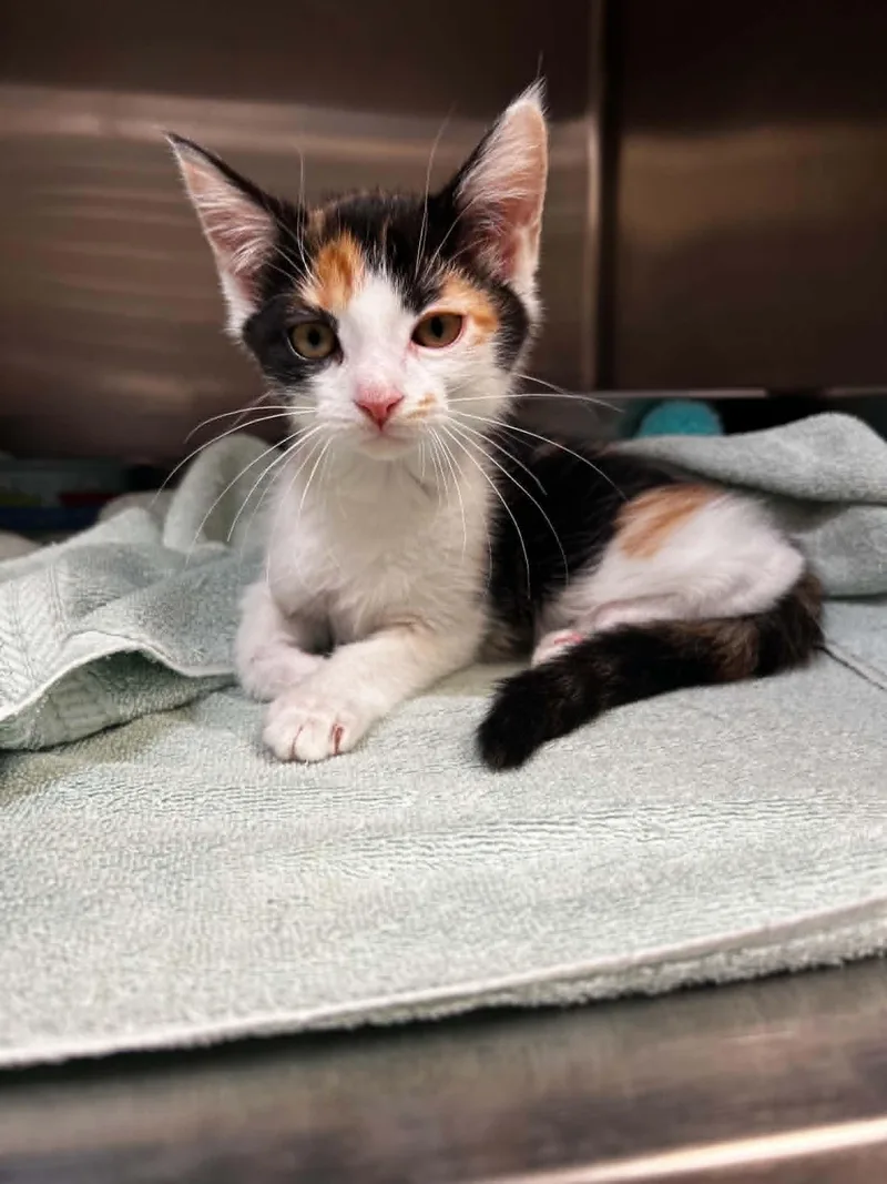 A baby medium-sized female Calico Domestic Short Hair cat named Pookie for adoption in Chambersburg, PA