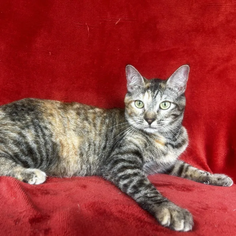 A young large-sized female Torbie Domestic Short Hair cat named Audrey for adoption in Conway, NH