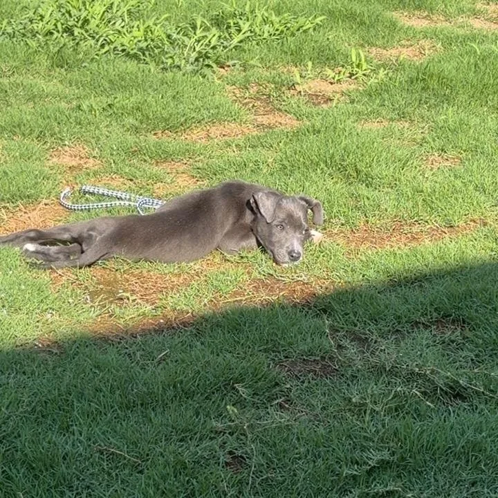 A young medium-sized female Gray / Blue / Silver Pit Bull Terrier dog named Jasmine for adoption in Cornelius, NC
