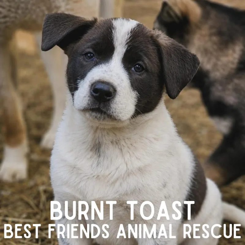 Burnt Toast