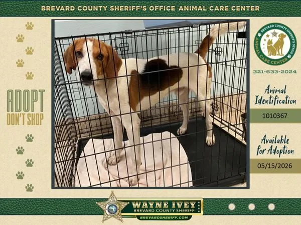 An adult large-sized male Mixed Breed dog named Johnny Cash for adoption in Melbourne, FL
