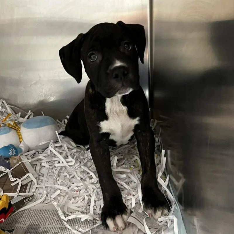 Cherry Pie thumbnail 3