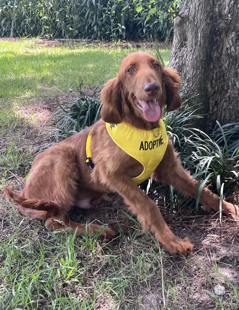 A young medium-sized male Goldendoodle dog named Noodle for adoption in Pensacola, FL