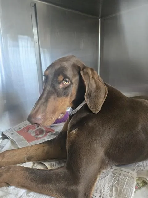 A young medium-sized male Doberman Pinscher dog named Cubby for adoption in Downey, CA