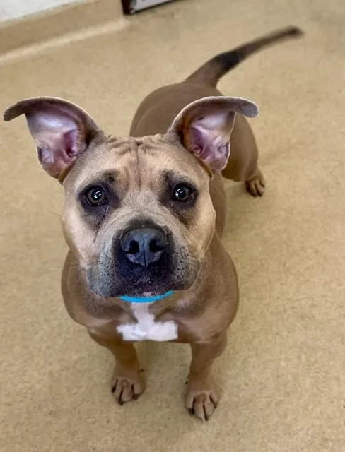An adult medium-sized female Pit Bull Terrier dog named Milly for adoption in Derwood, MD