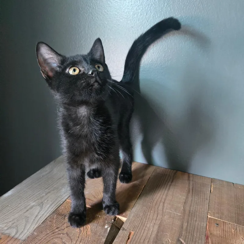 A baby small-sized male Black Domestic Short Hair cat named Basil for adoption in Centerville, TN