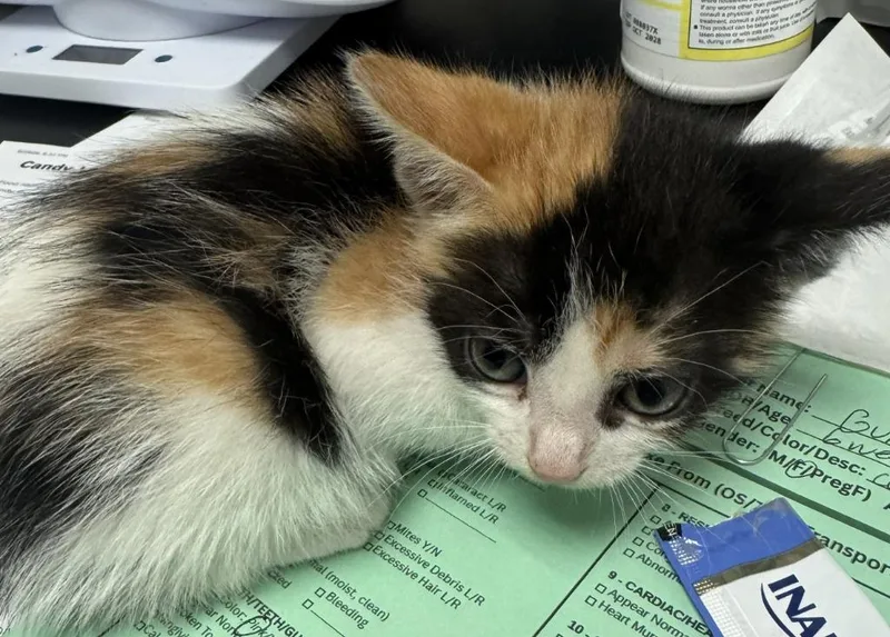 A baby medium-sized female Domestic Short Hair cat named Gumdrop for adoption in St. Cloud, MN