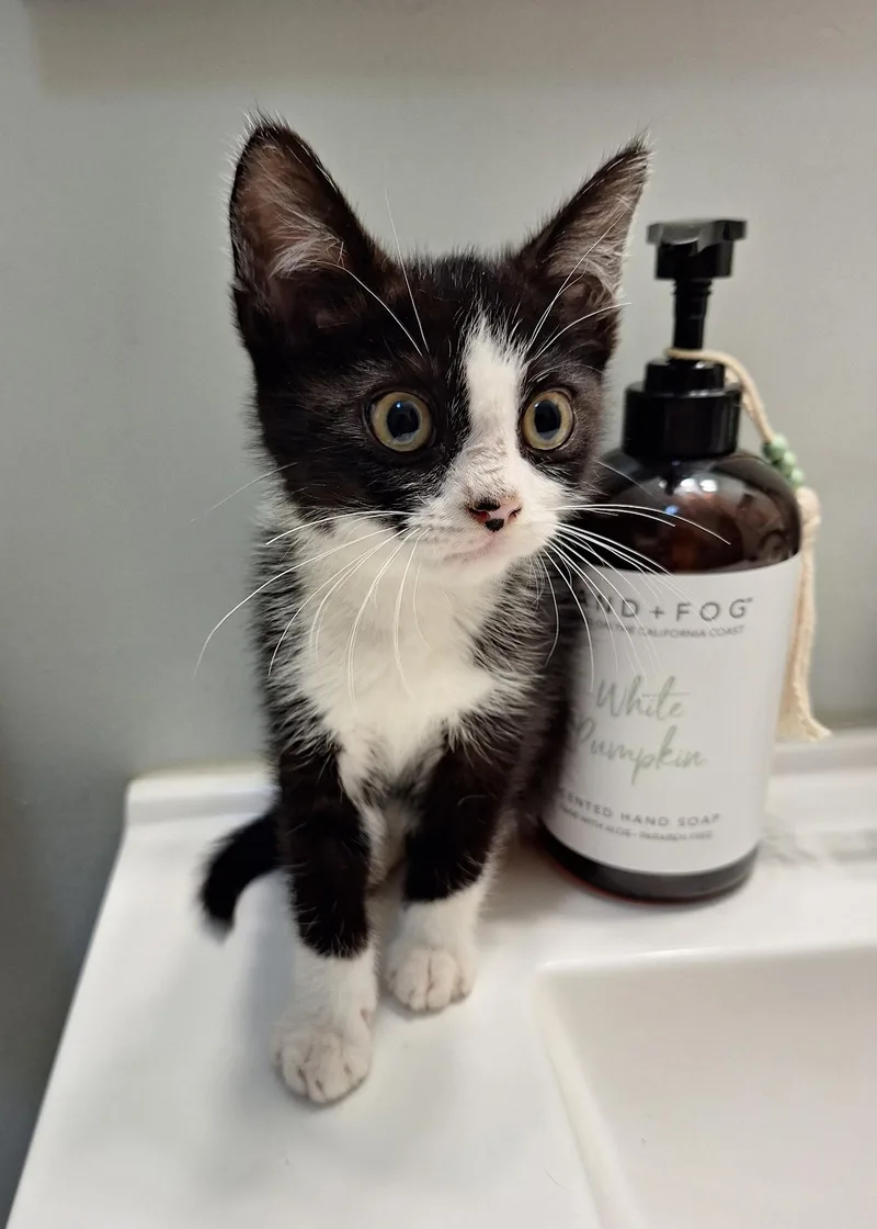 A baby small-sized male Black & White / Tuxedo Domestic Short Hair cat named Marvin for adoption in Turnersville, NJ