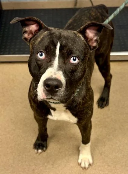 An adult large-sized male Mixed Breed dog named Jeeves for adoption in Chamblee, GA