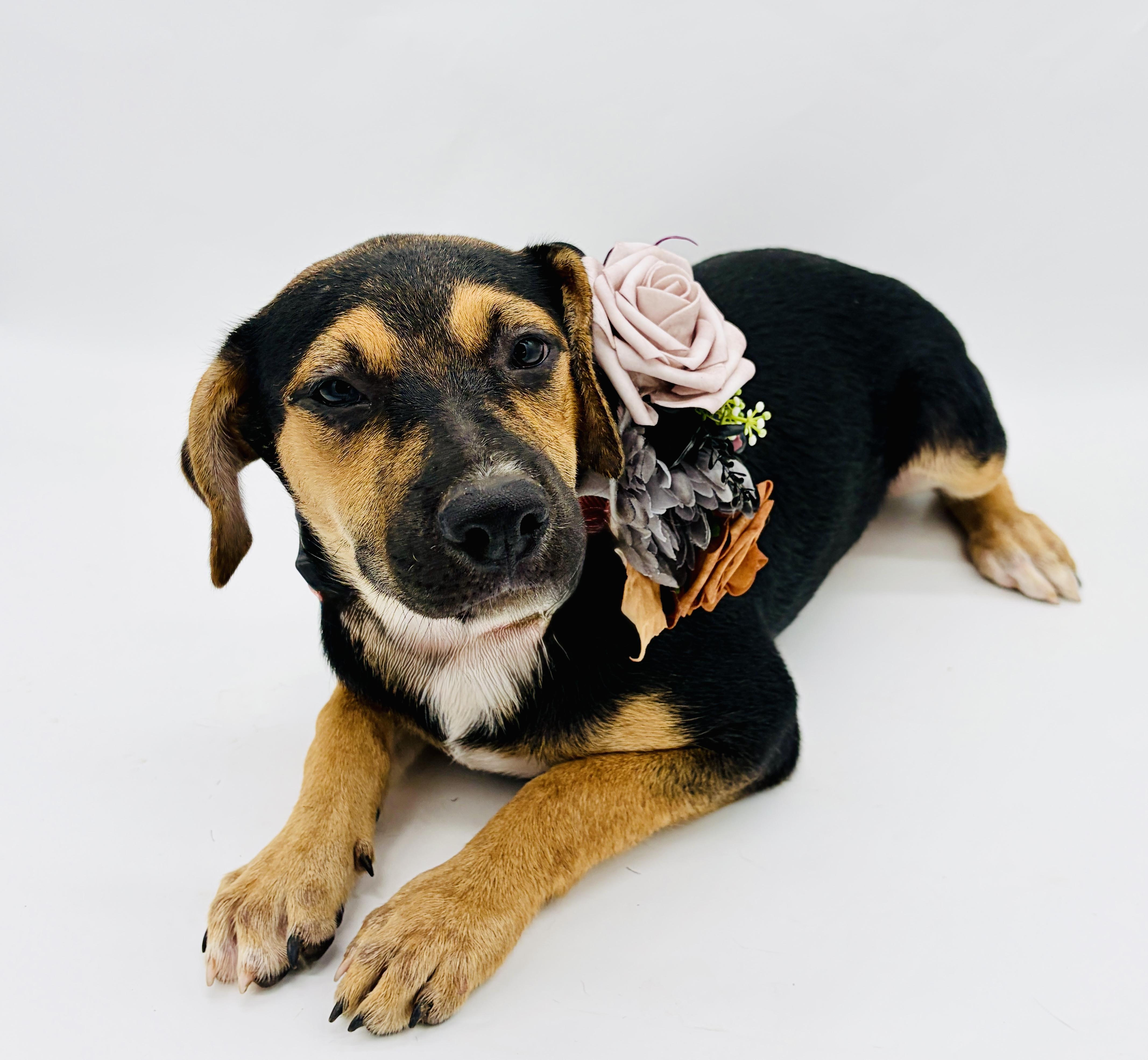 A baby large-sized female Bicolor Hound dog named Roxie for adoption in Lucedale, MS