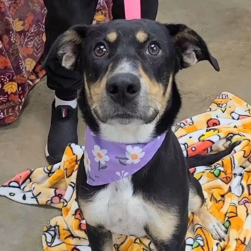 A young medium-sized female Tricolor (Brown, Black, & White) Shepherd dog named Dolly for adoption in Williston, VT