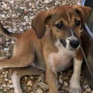 A baby medium-sized female Brown / Chocolate Hound dog named Belladonna for adoption in Calverton, NY