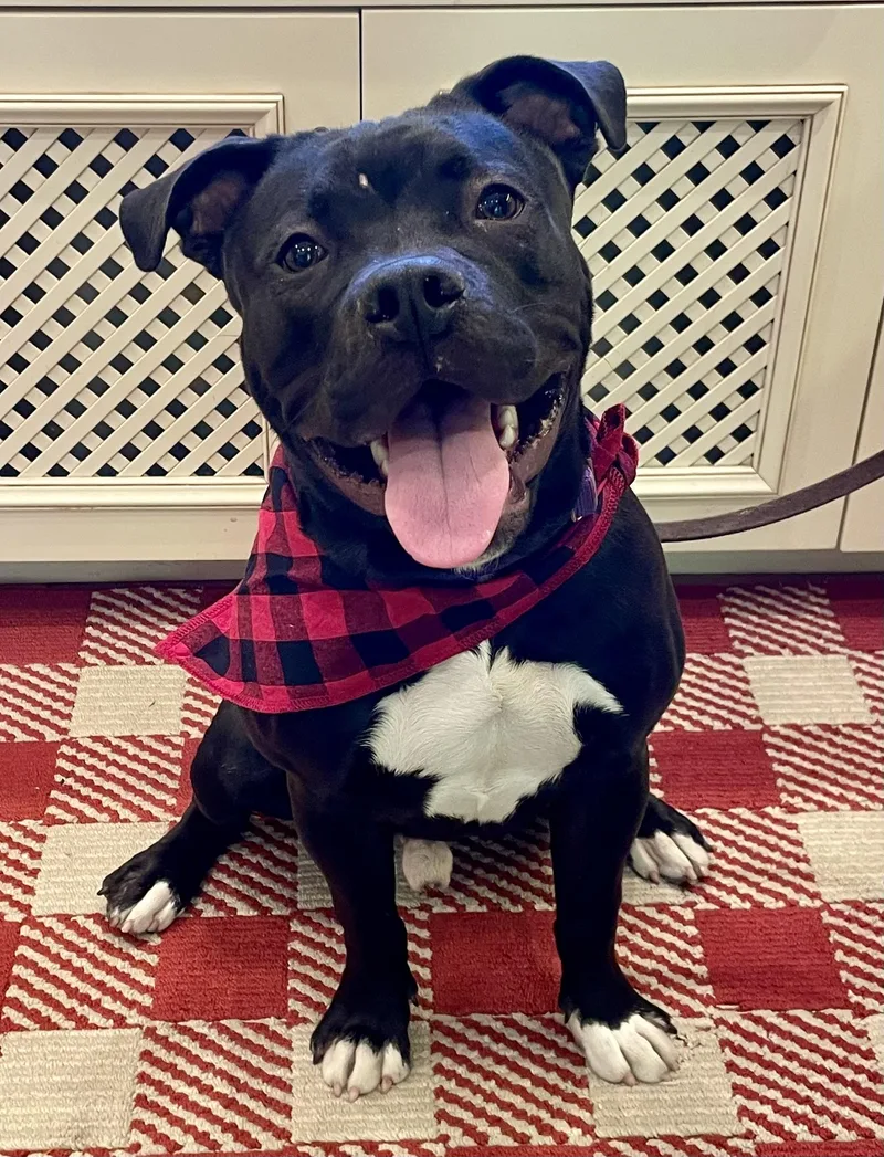 A young medium-sized male Black American Staffordshire Terrier dog named Buddy for adoption in Berkeley, CA