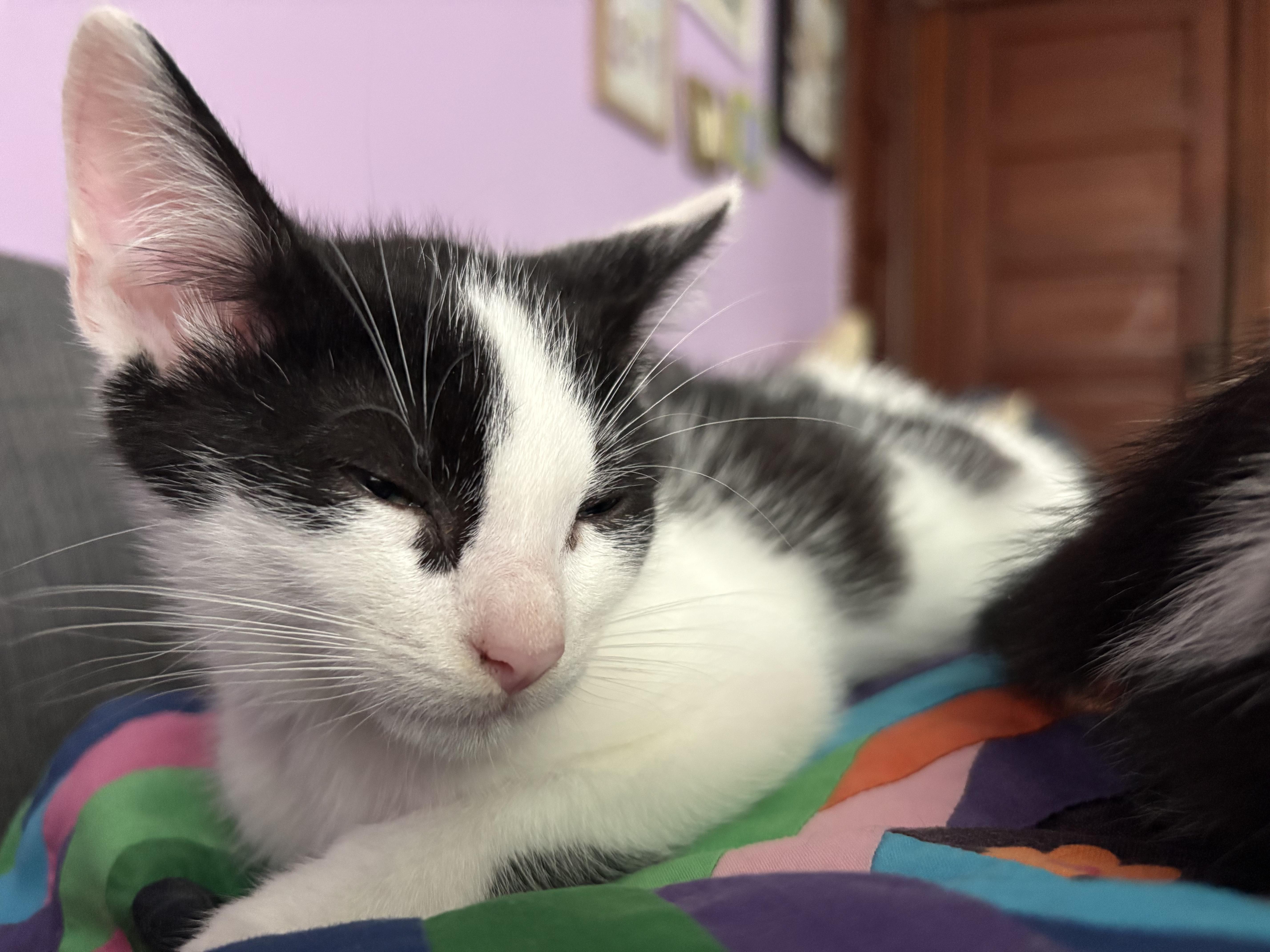 Clover thumbnail 4