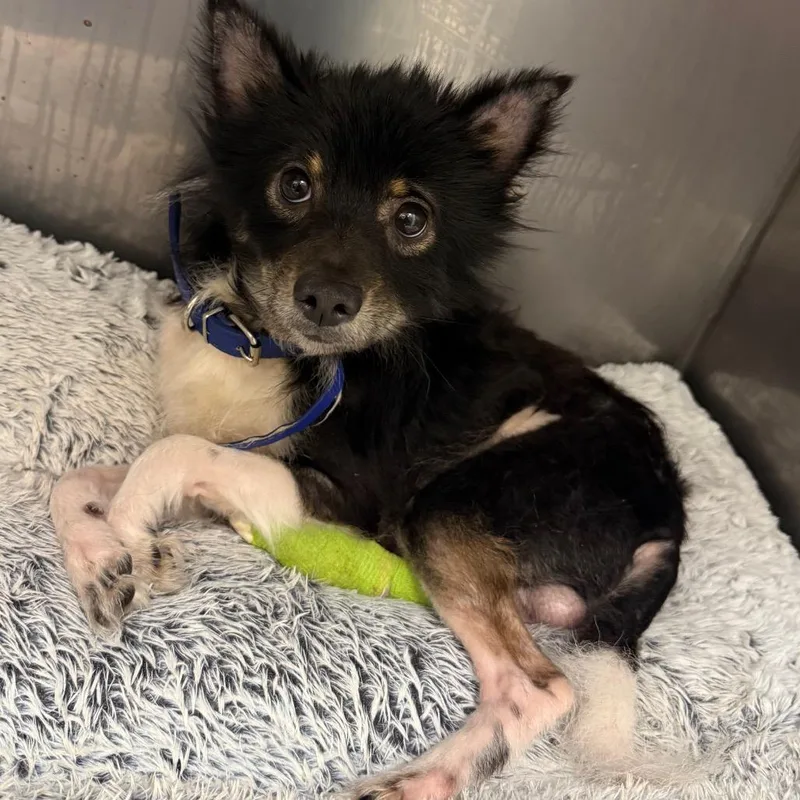 A young small-sized male Black Chihuahua dog named Taquito for adoption in Waldorf, MD