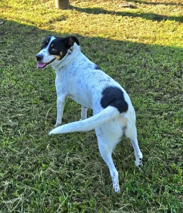An adult medium-sized female Australian Cattle Dog / Blue Heeler dog named Mia for adoption in Wolfe City, TX