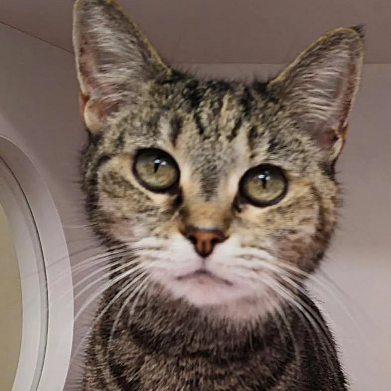A senior medium-sized female Domestic Short Hair cat named Enid for adoption in Cumming, GA