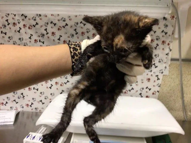 A baby small-sized female Domestic Short Hair cat named Christmas for adoption in Riverside, CA
