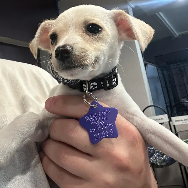 A baby small-sized female White / Cream Chihuahua dog named Penne for adoption in San Francisco, CA