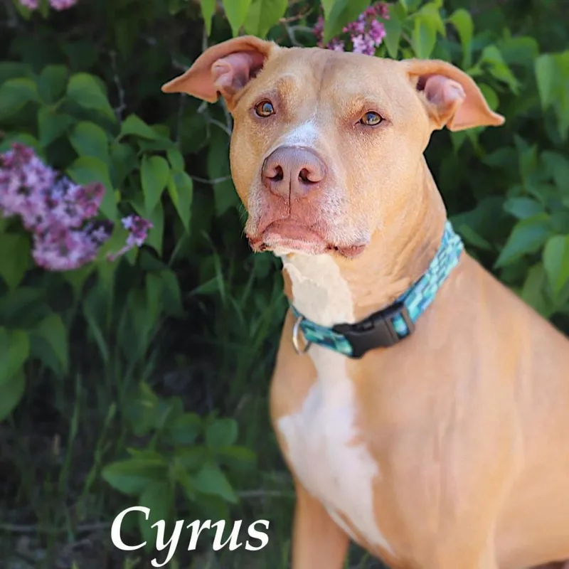 Cyrus thumbnail 5