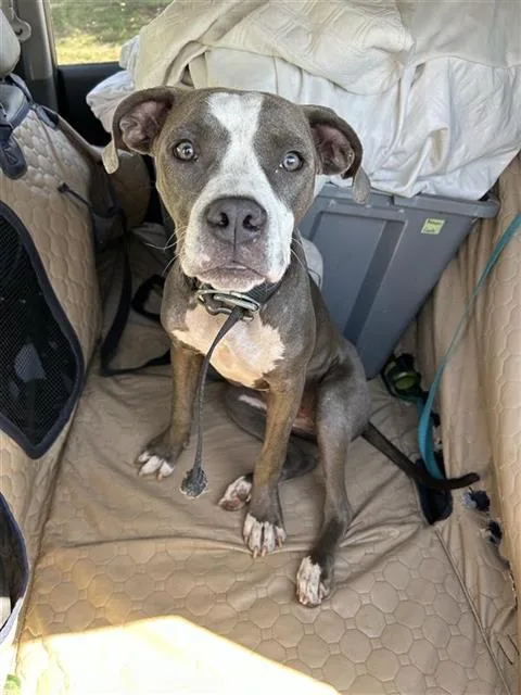 A young medium-sized female American Staffordshire Terrier dog named Puppy for adoption in San Antonio, TX