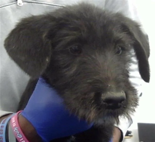 A baby large-sized male Mixed Breed dog named Psyduck for adoption in Dallas, TX