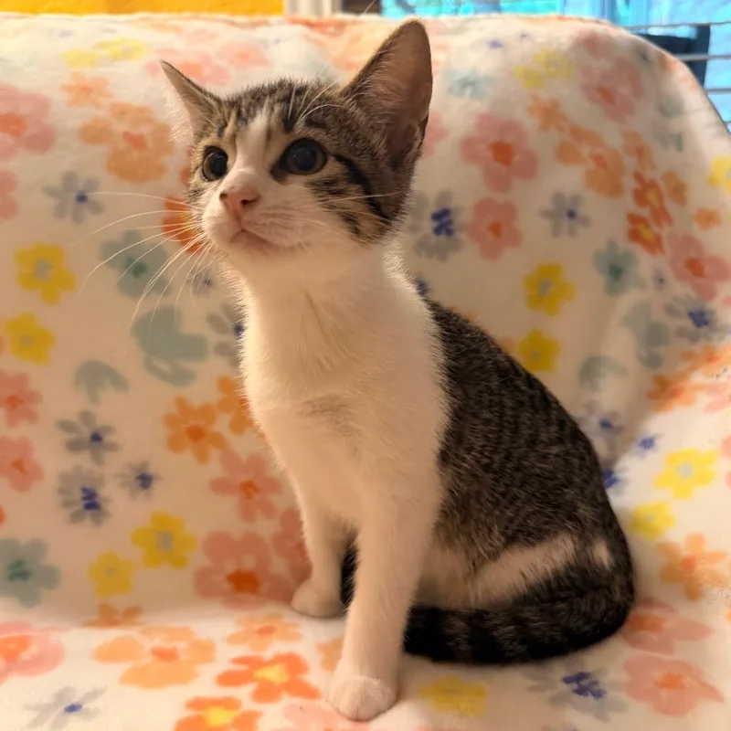 A baby small-sized female Brown / Chocolate Domestic Short Hair cat named Pancake for adoption in Flower Mound, TX